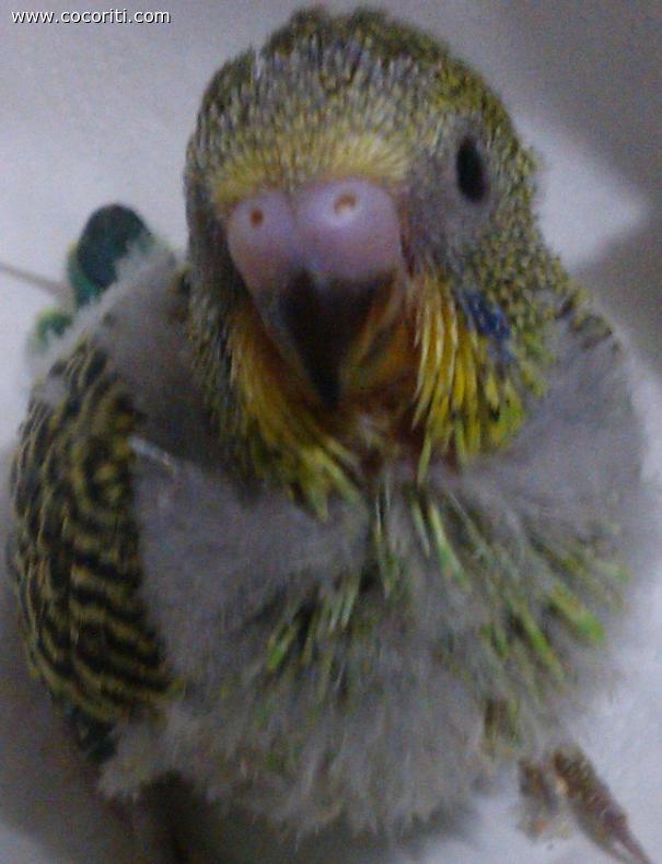 dolcissima cochina
